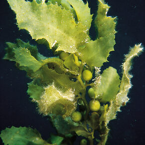 Sargassum aquifolium