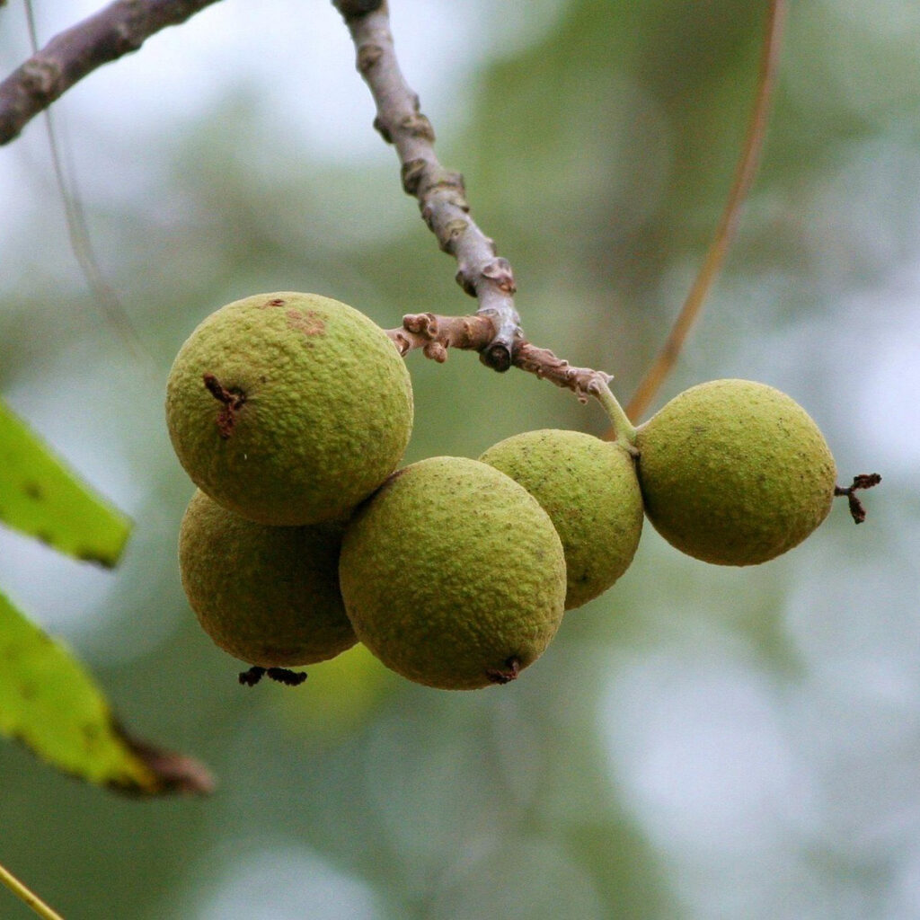 black walnut