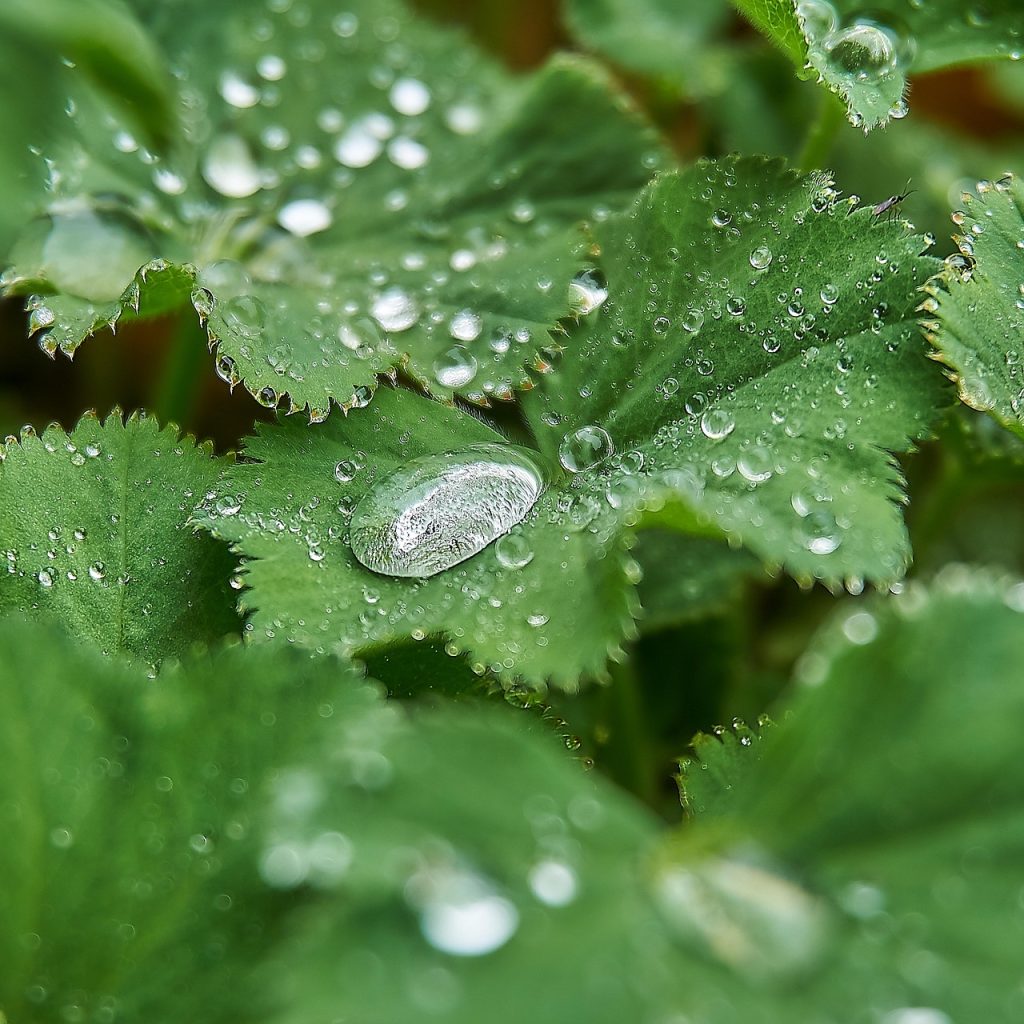 lmoonlight-frauenmantel-3345677_1920