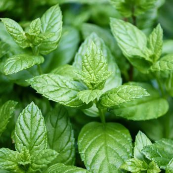 peppermint plant