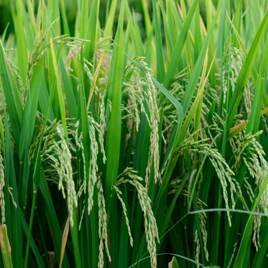 rice plant image